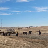 ESG and Pomerleau Capital